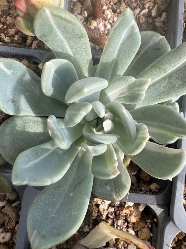 Pachyveria Sheideckerii Albocarinata variegada