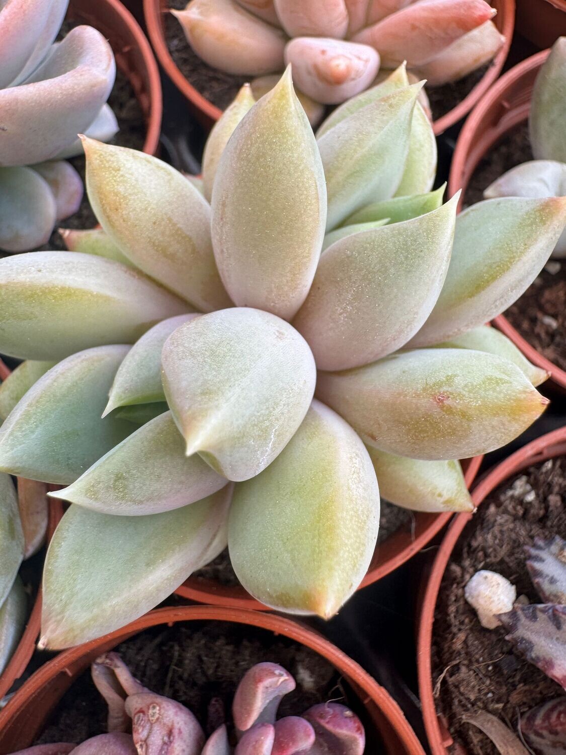 Pachyveria Rough