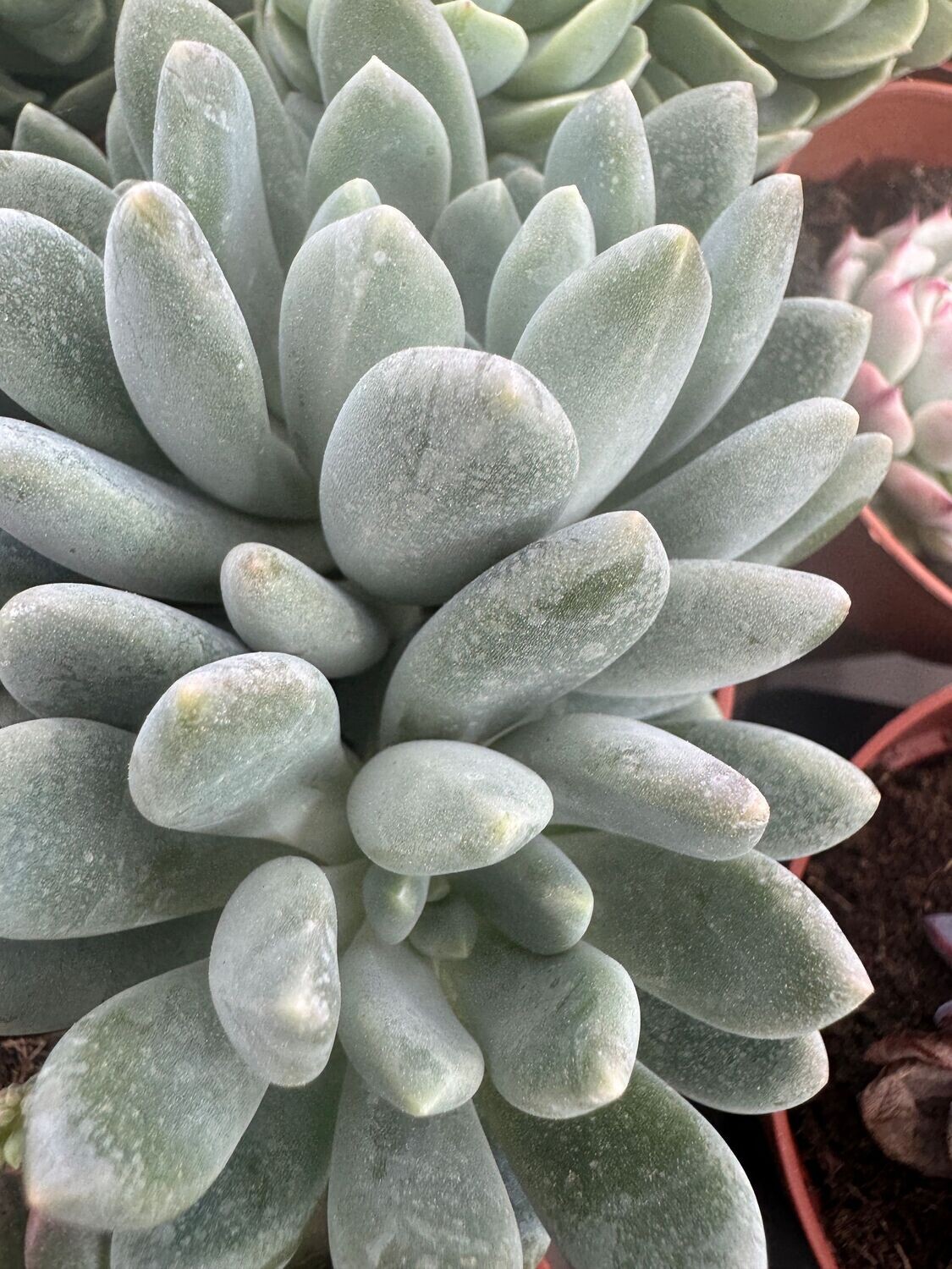 Pachyveria Clavifolia