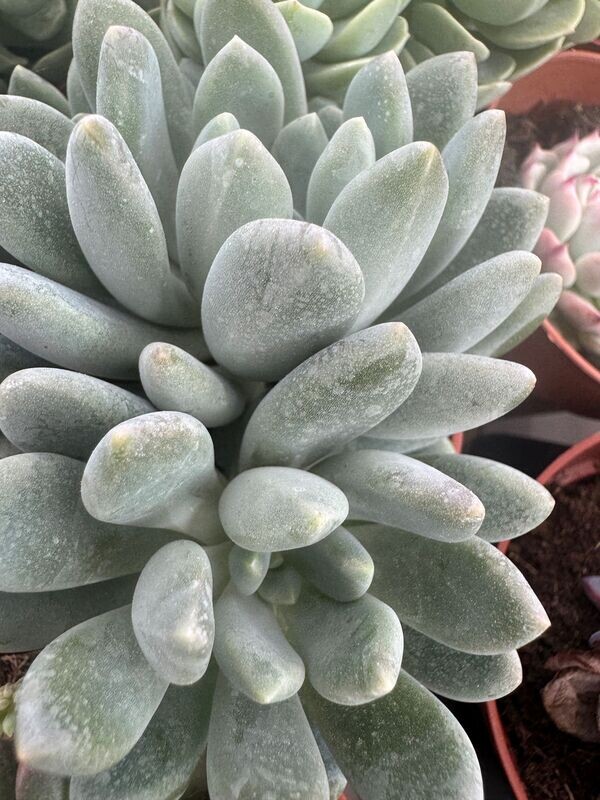 Pachyveria Clavifolia