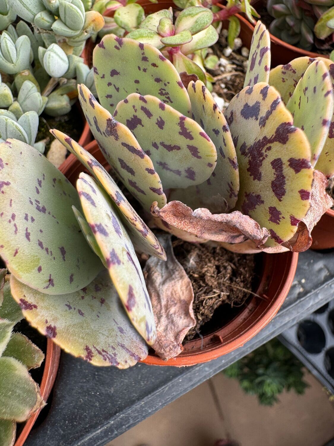 Kalanchoe Marmolata