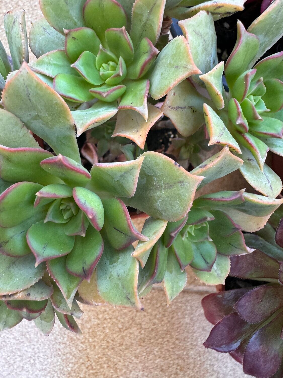 Aeonoium Leucoblepharum