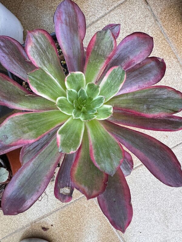 Aeonium ink paintig