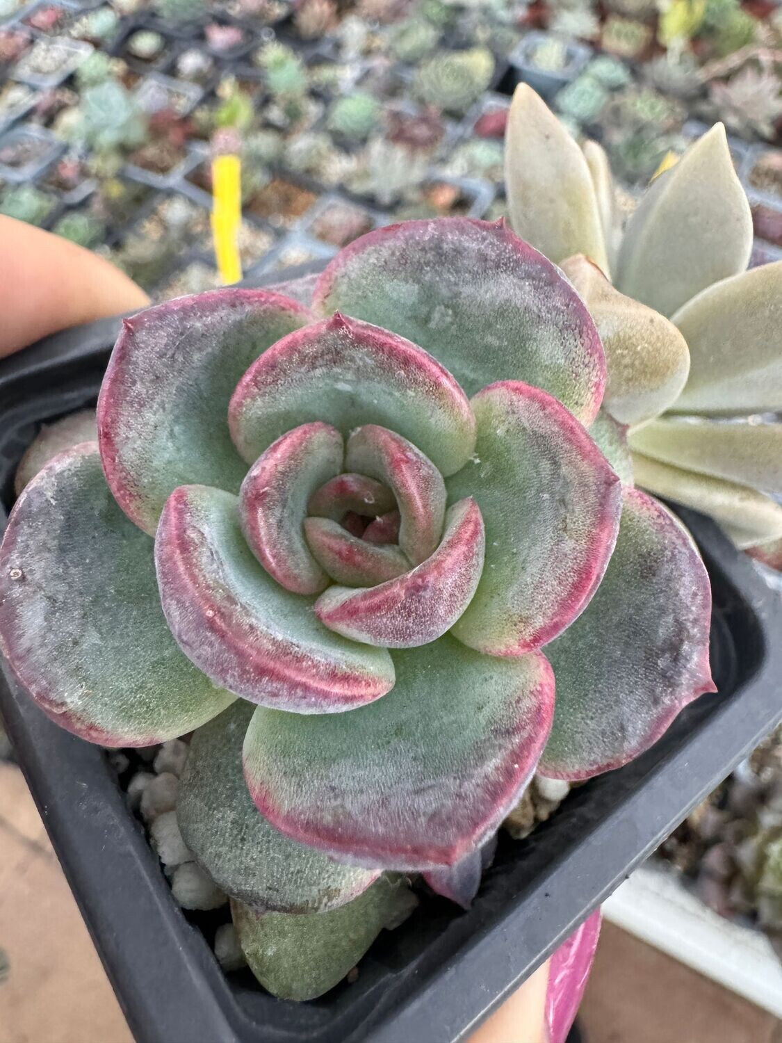 Echeveria Hanatsukiyo
