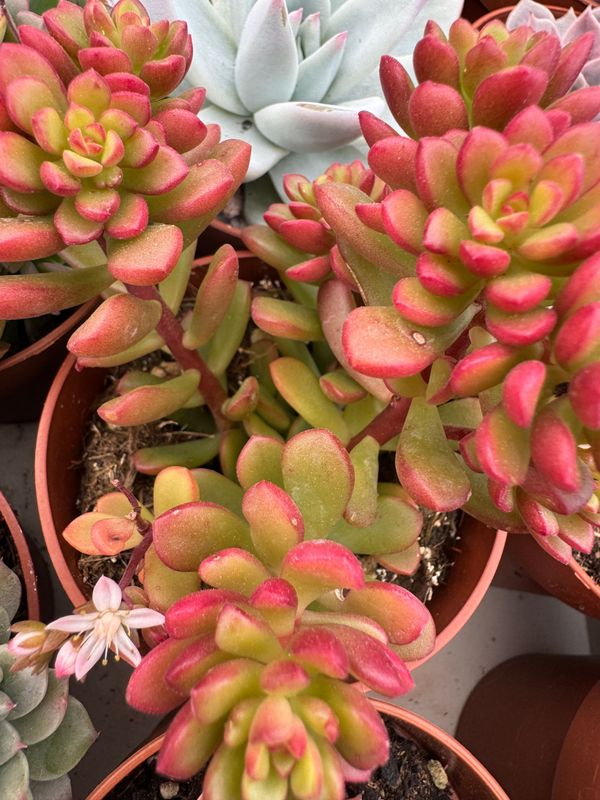 Sedum Joice Tulloch