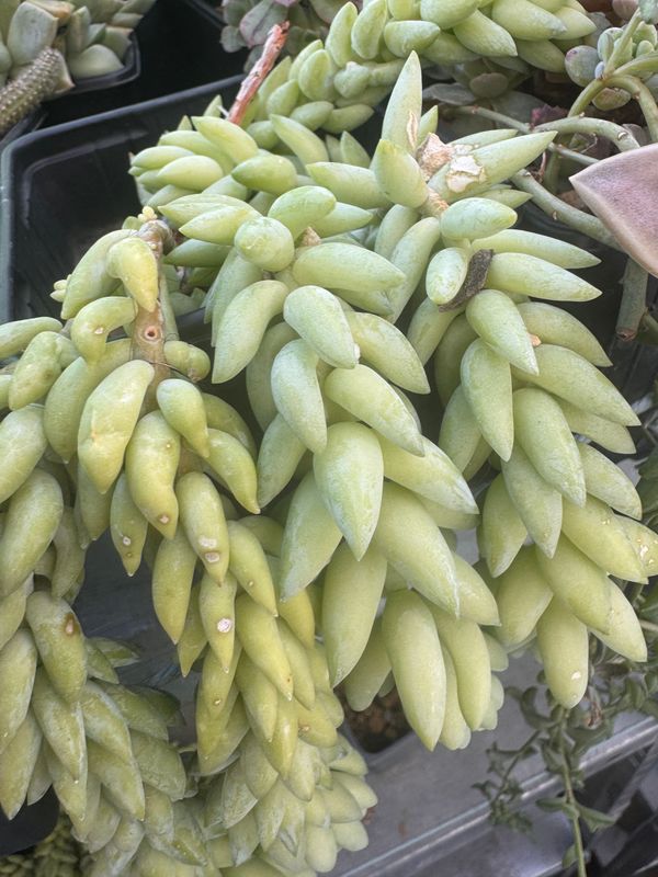 Sedum morganianum