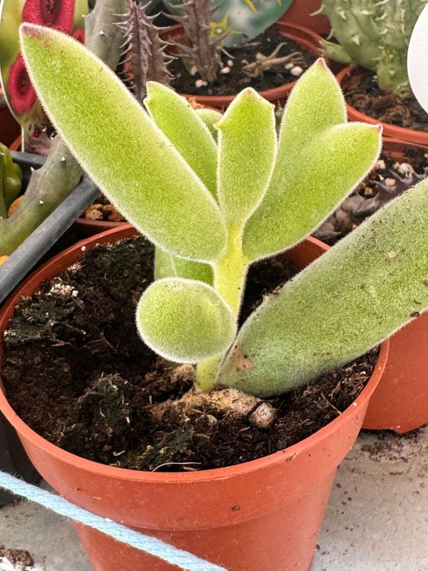 Cotyledon Tomentosa long leaves