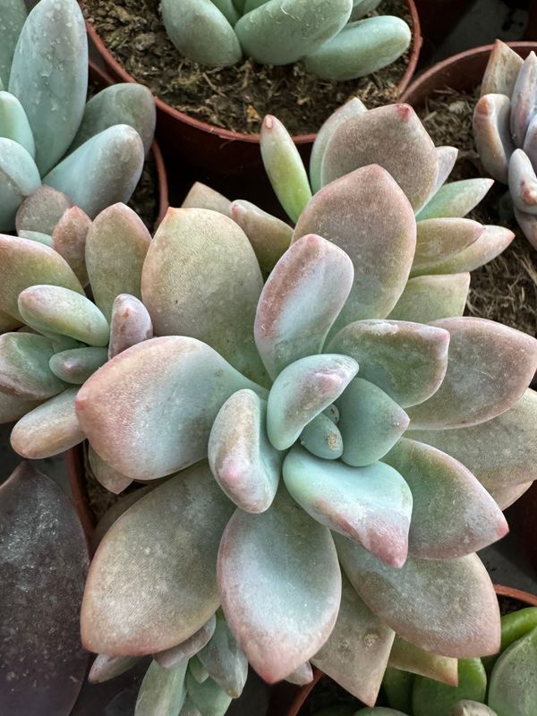 Graptoveria Opalina