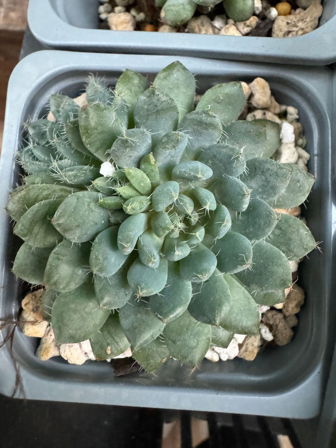 Echeveria Setosa deminuta