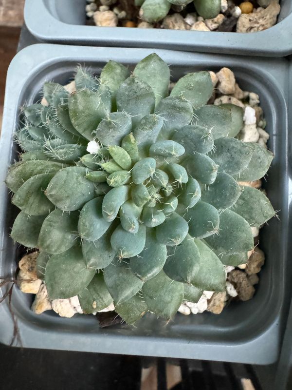 Echeveria Setosa deminuta