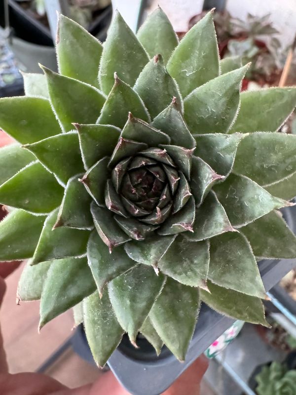 Sempervivum calcareum