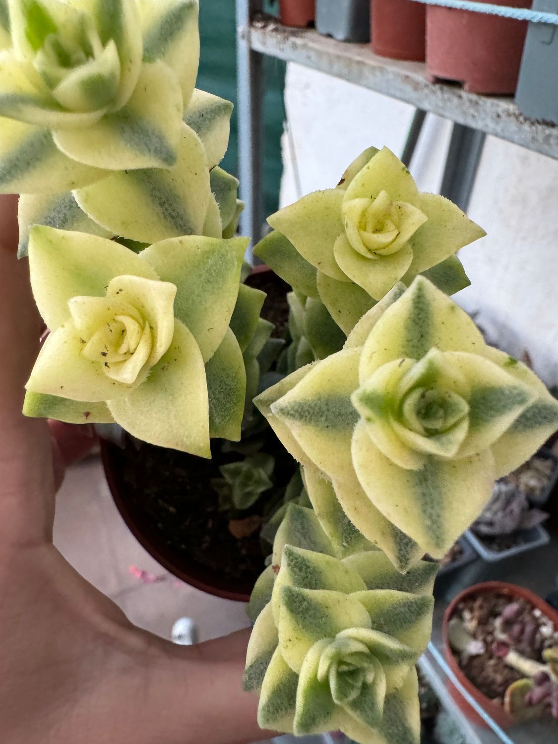 Crassula perforata variegada