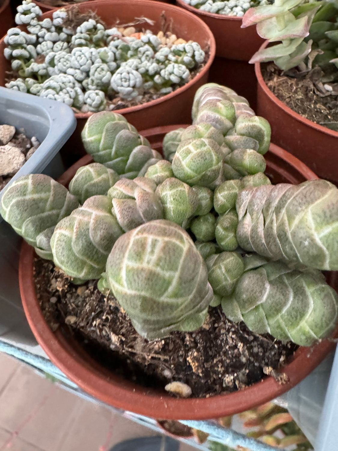 Crassula Barklyi