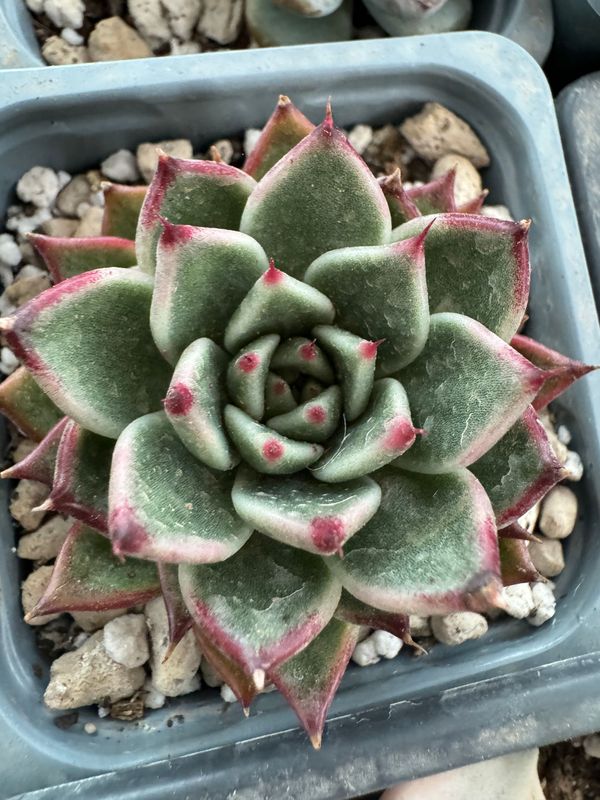 Echeveria Halloween