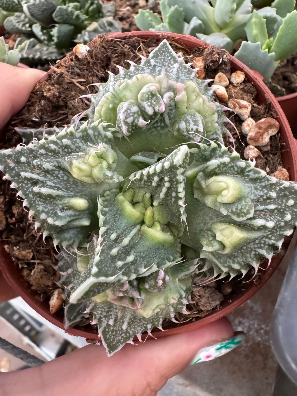 Faucaria felina subs. tuberosa cv. "Super Warty"
