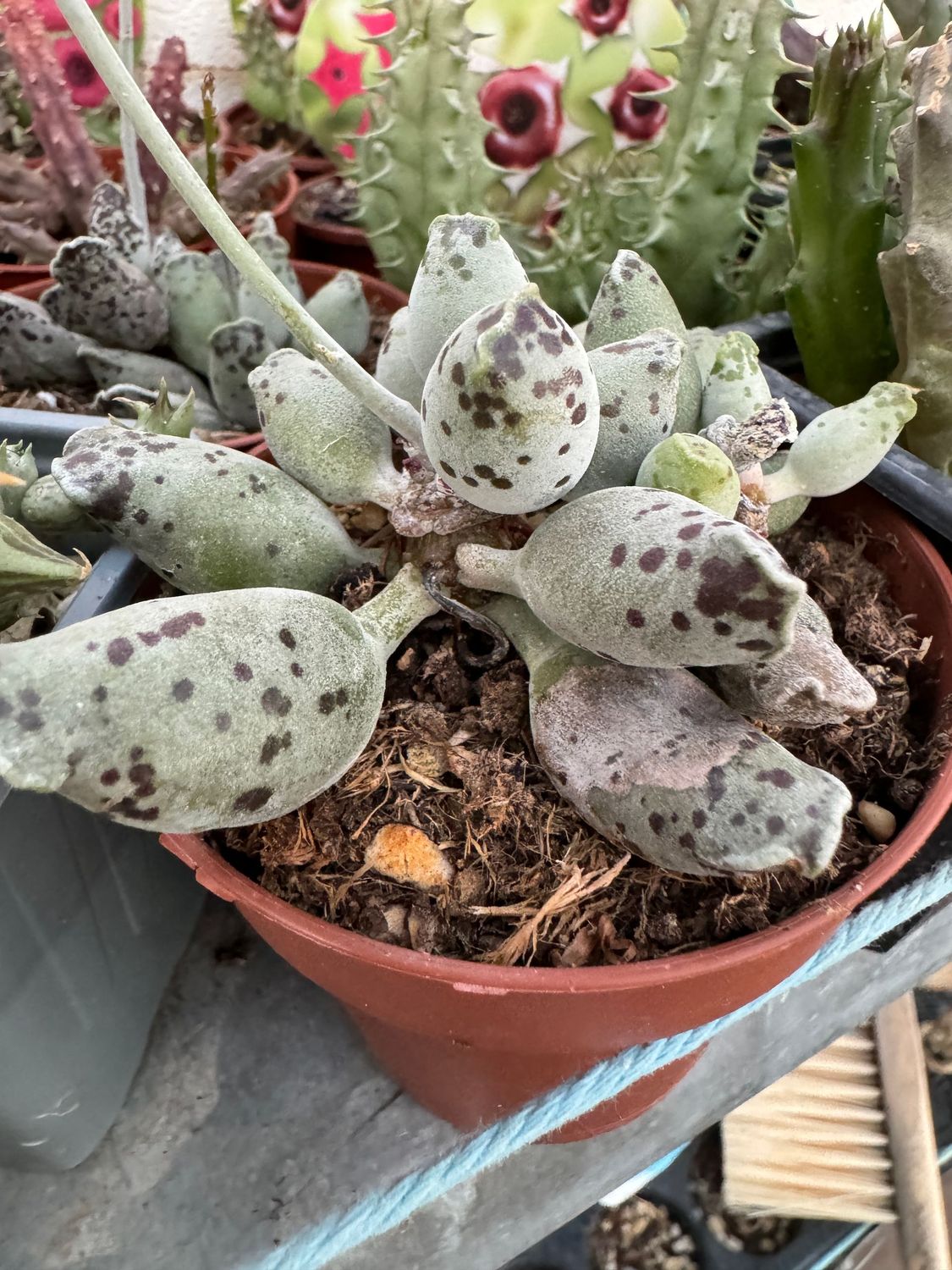 Adromischus Cooperi Var. Festivus
