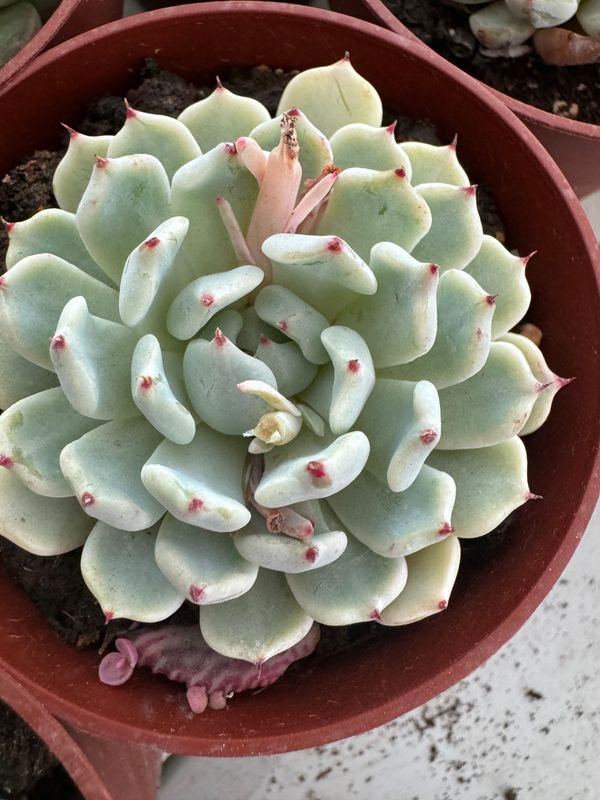 Echeveria Gemula