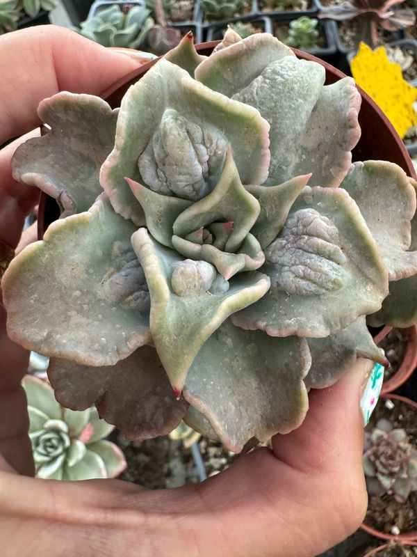 Echeveria Madiva Drops