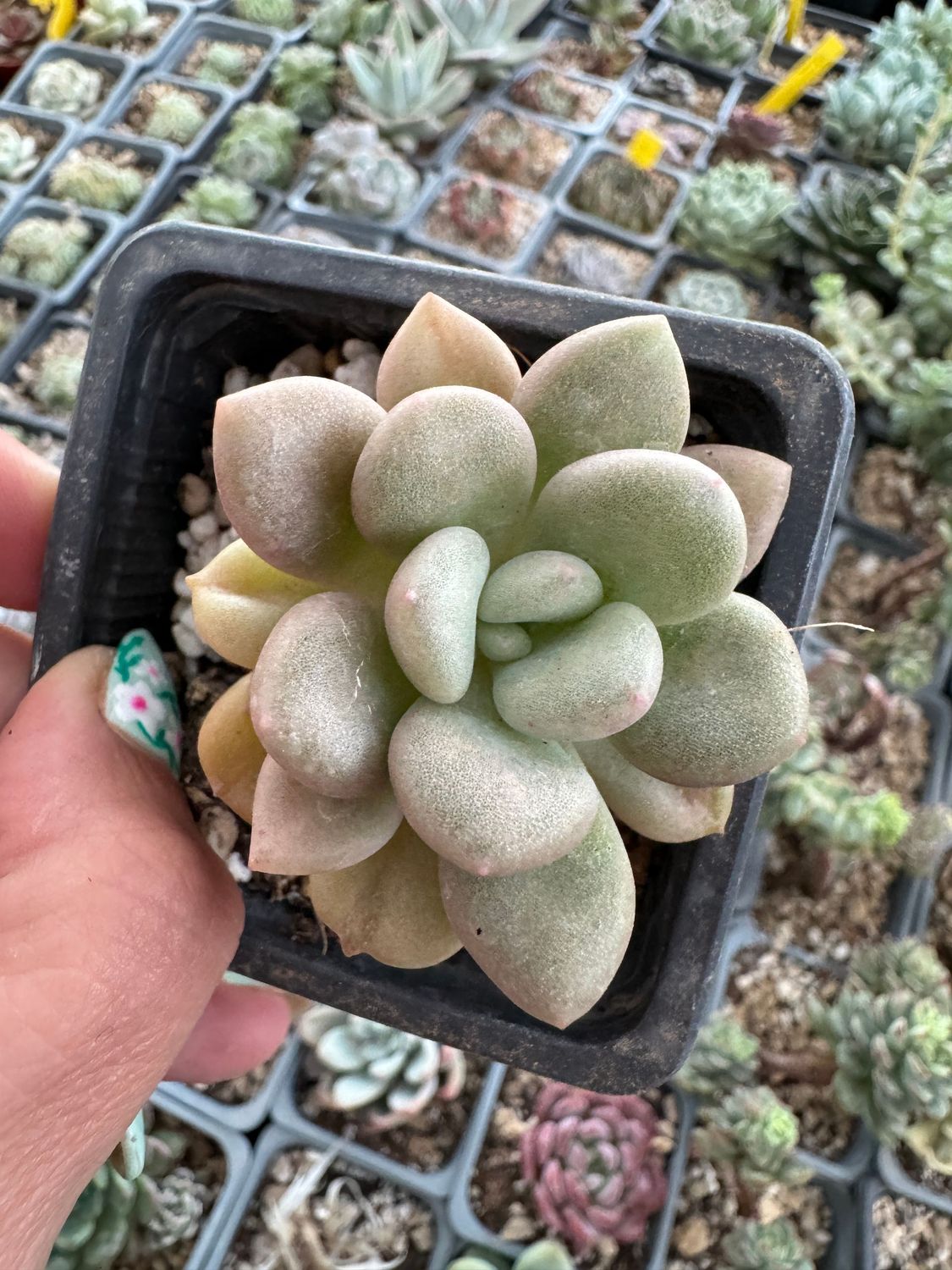 Echeveria Bill Gates