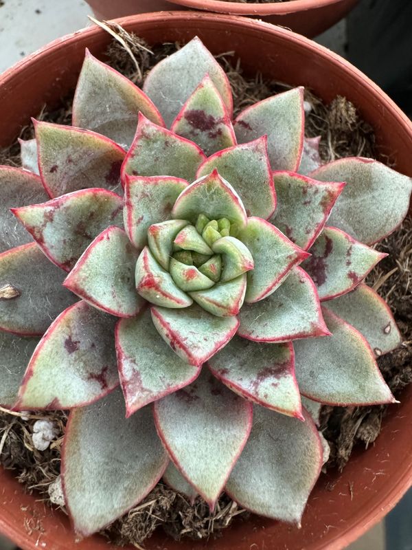 Echeveria Nacre