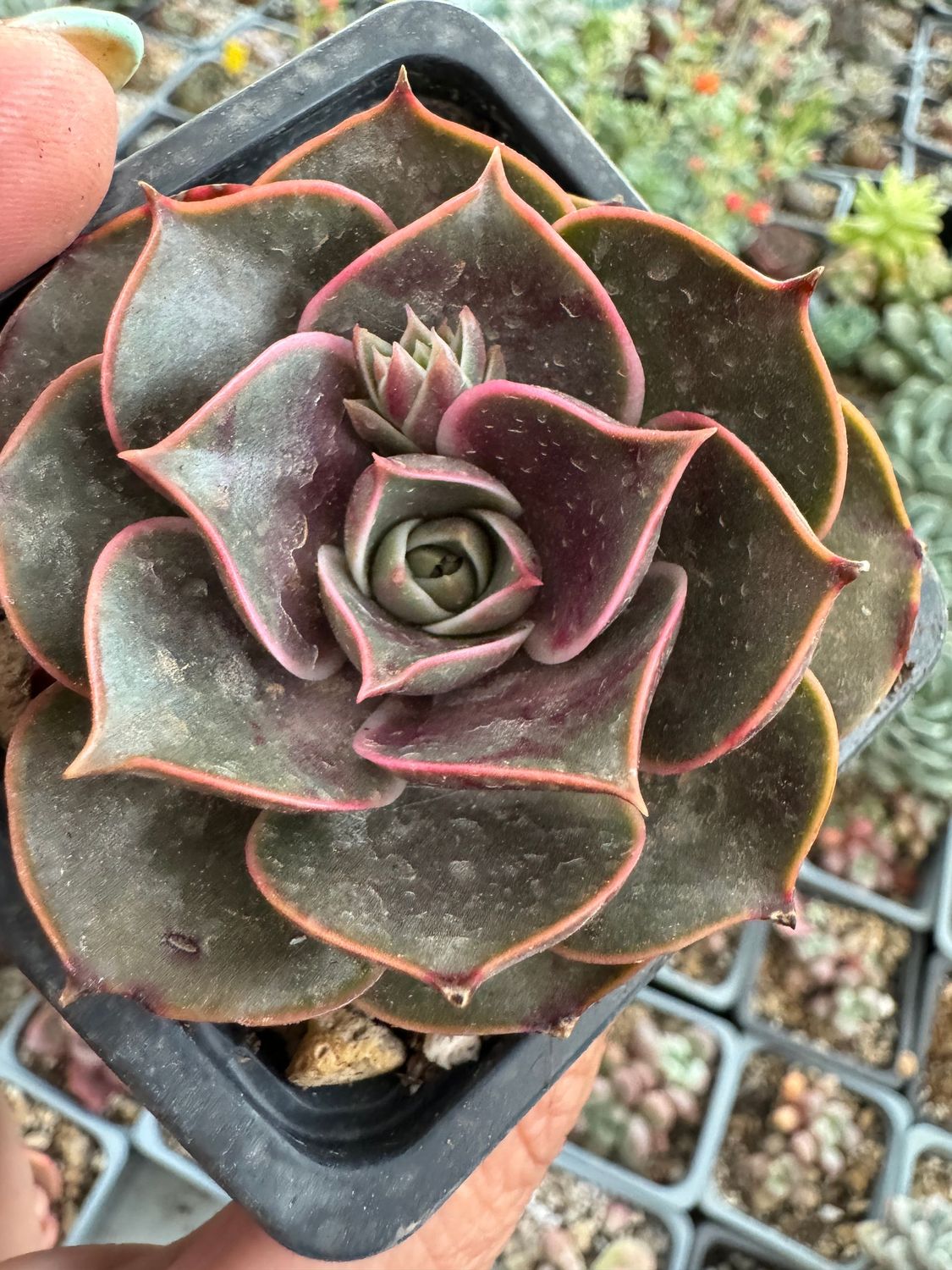 Echeveria Warts