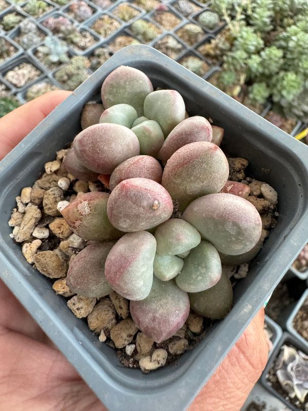 Graptoveria  Vanguard Party