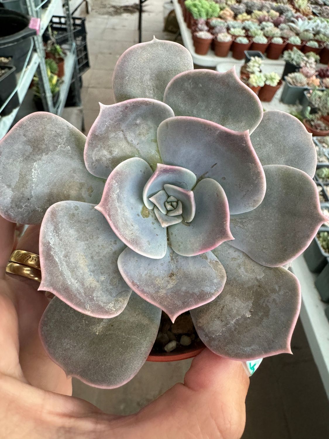 Echeveria Pollux