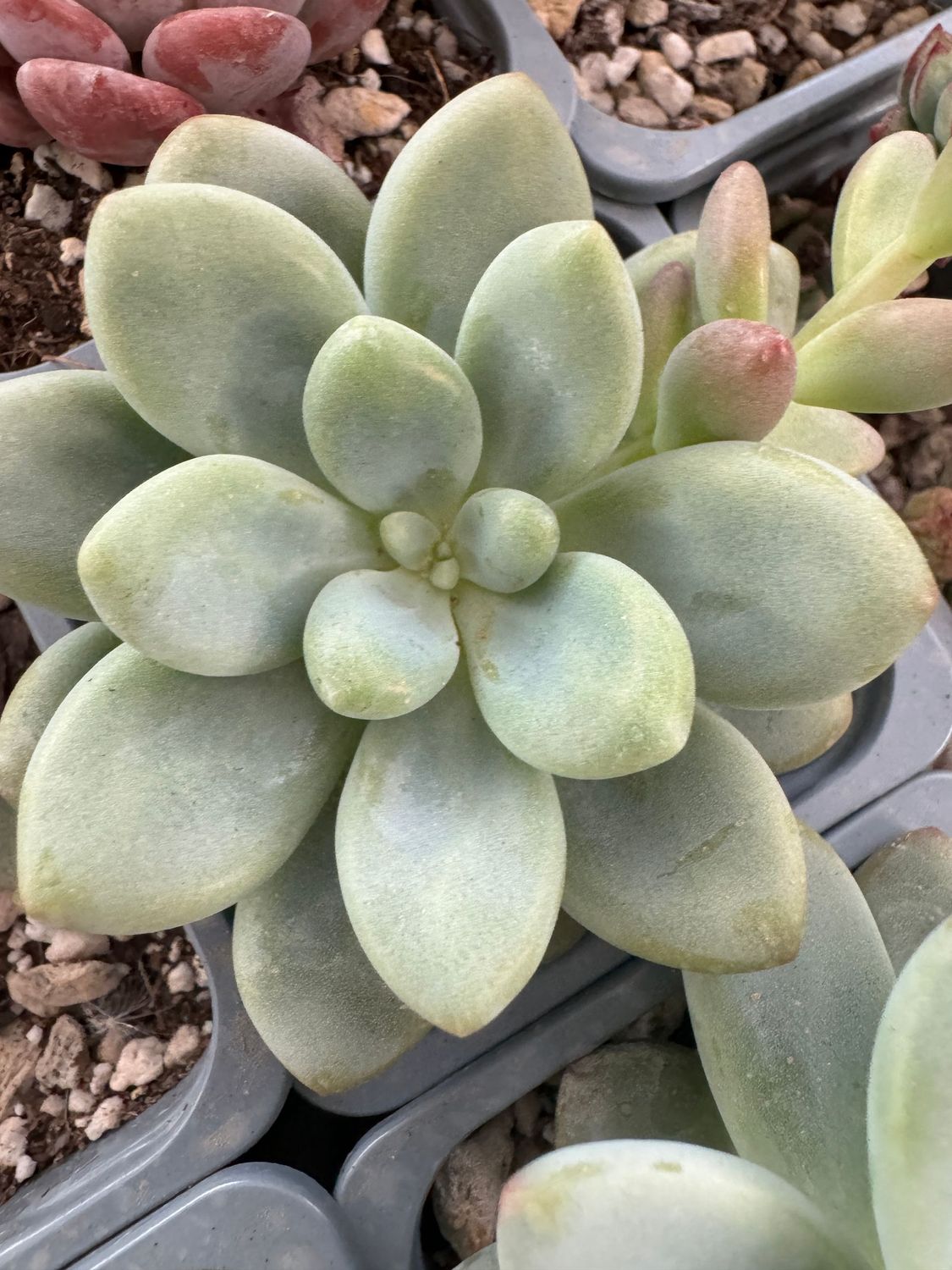 Graptosedum Luoshen
