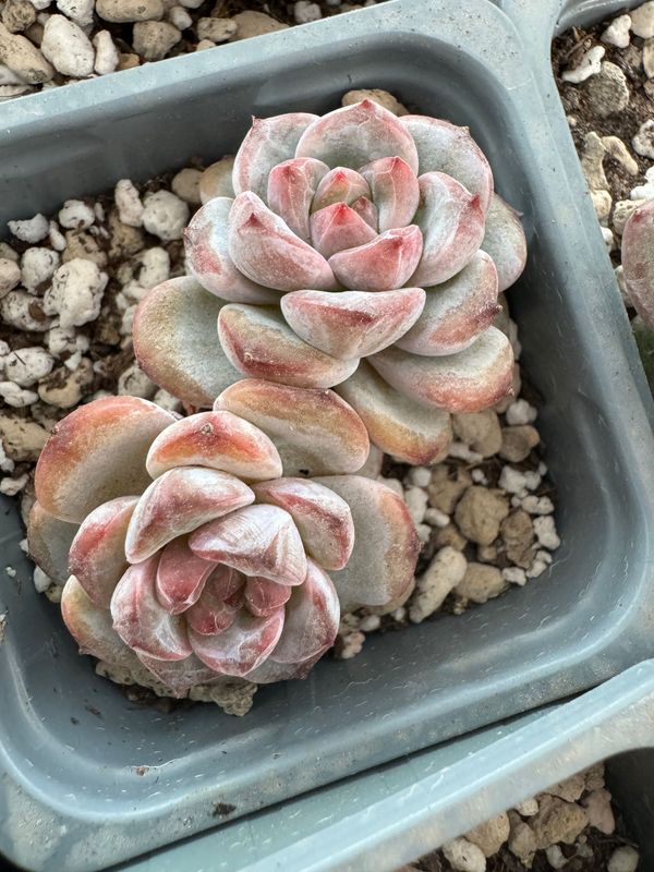 Echeveria Star Snow