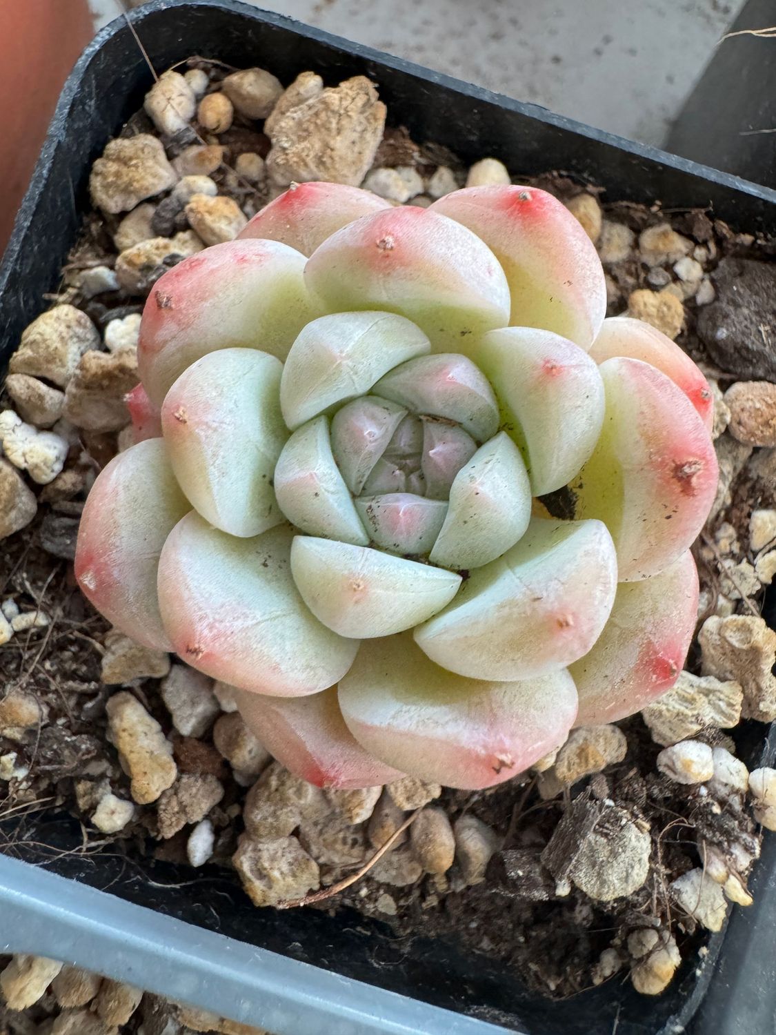 Echeveria Barbie