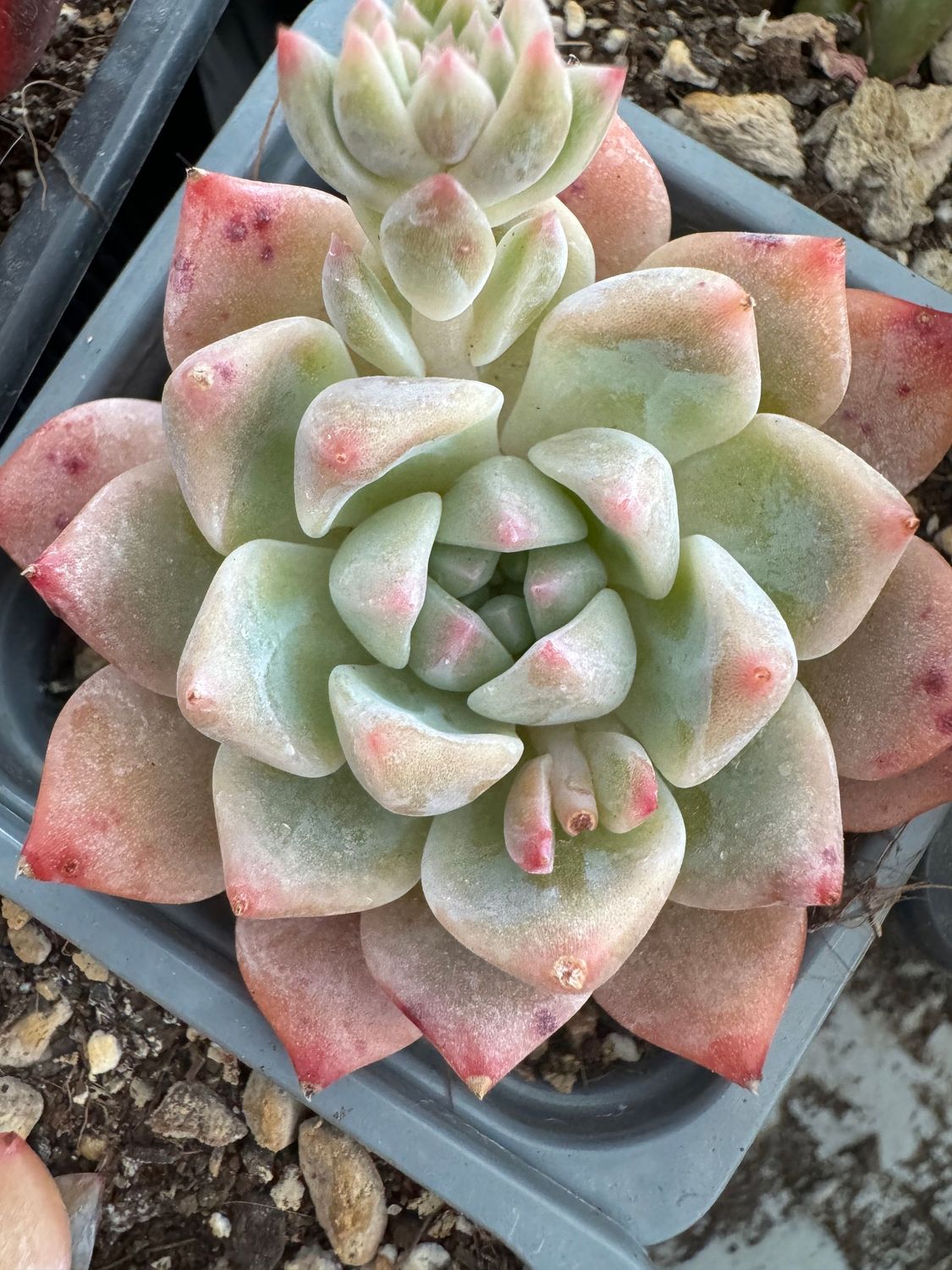 Echeveria Alba Beauty