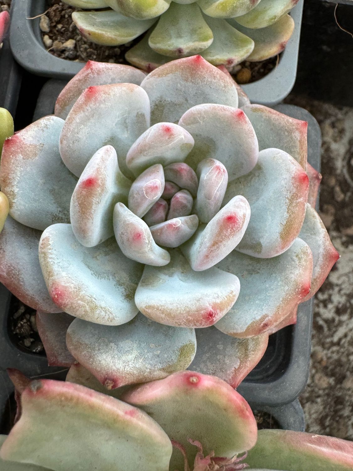 Echeveria Jade Lotus
