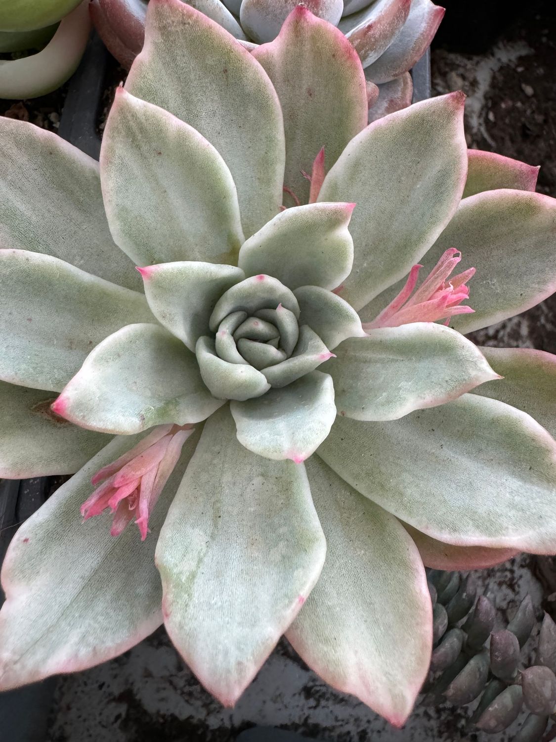 Echeveria Floriana variegata