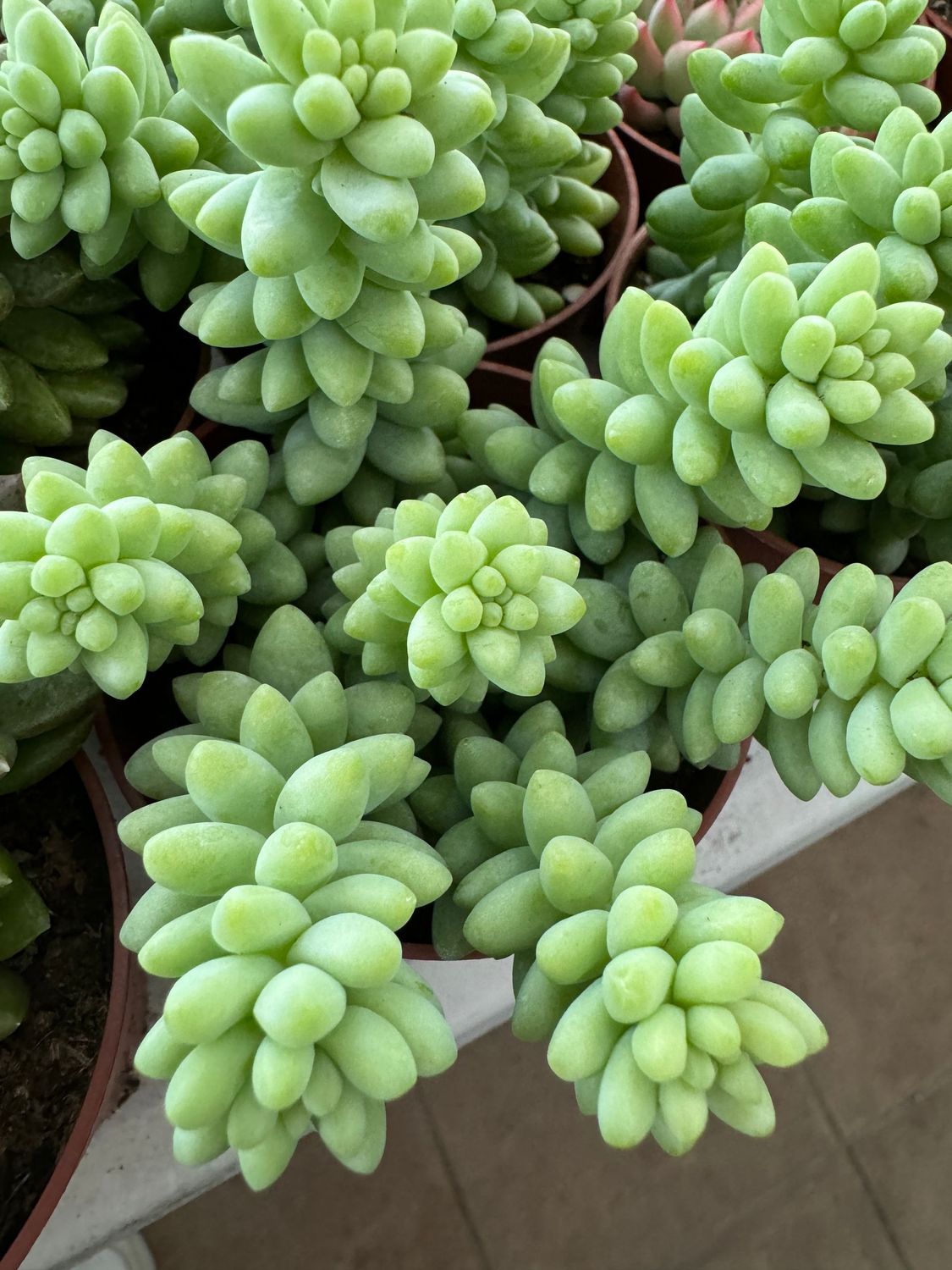 Sedum Burrito (monkey tail)