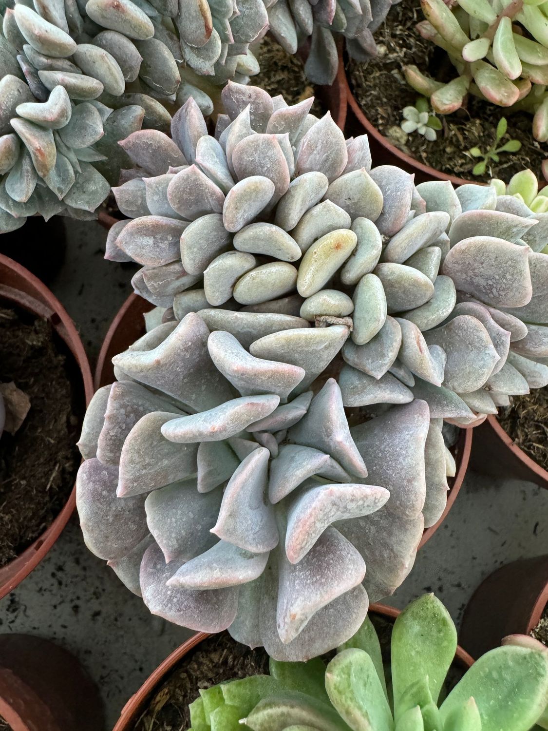 Echeveria Cubic Frost Crestada