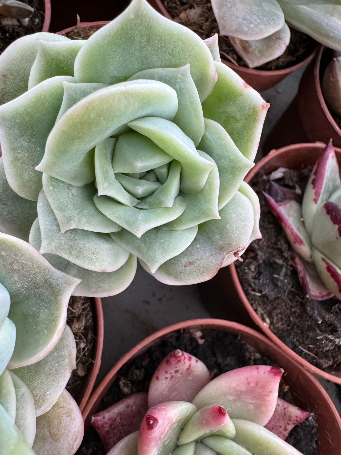 Graptoveria Lovely Rose