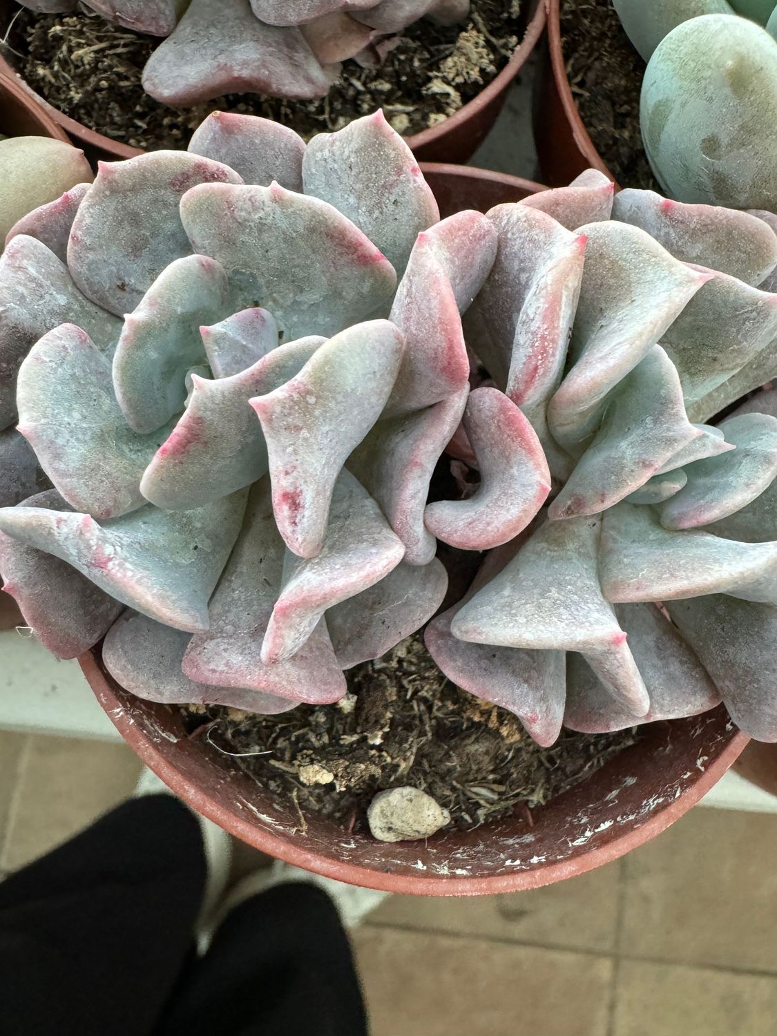 Echeveria Cubic Frost