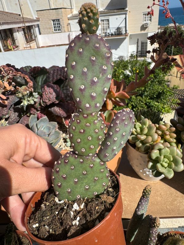 Opuntia Azurea