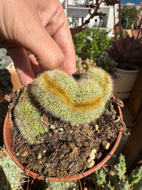Cleistocactus Winteri Cristata