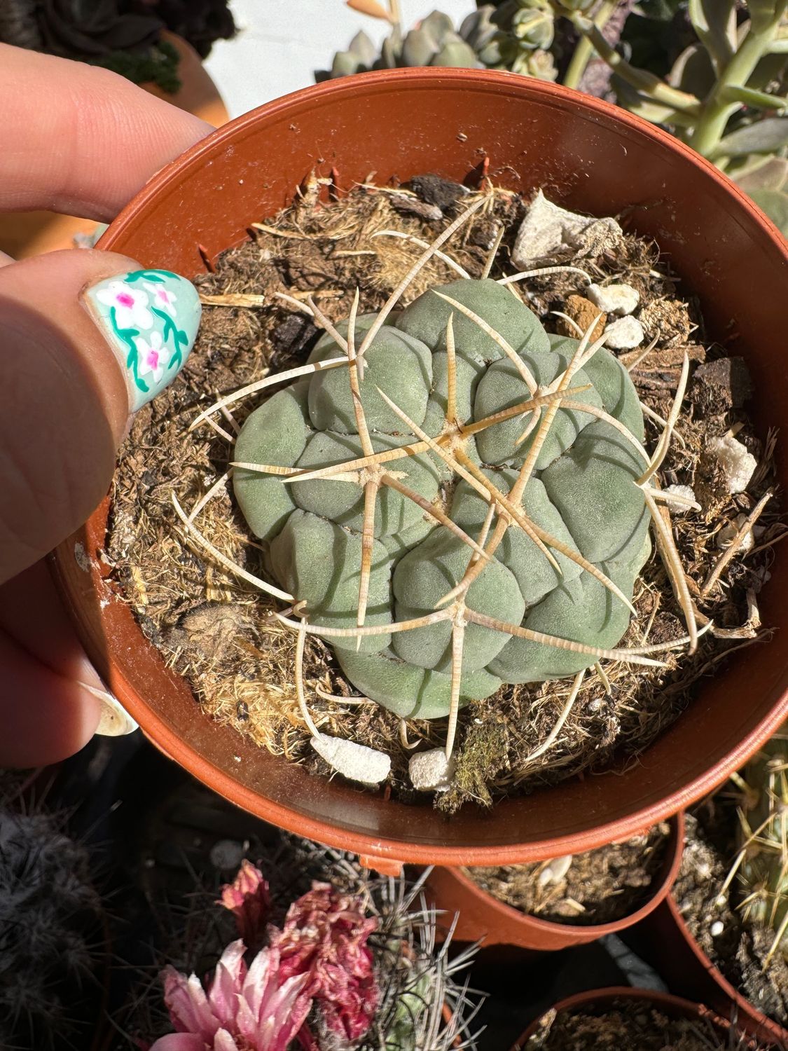 Thelocactus Hexadrophorus