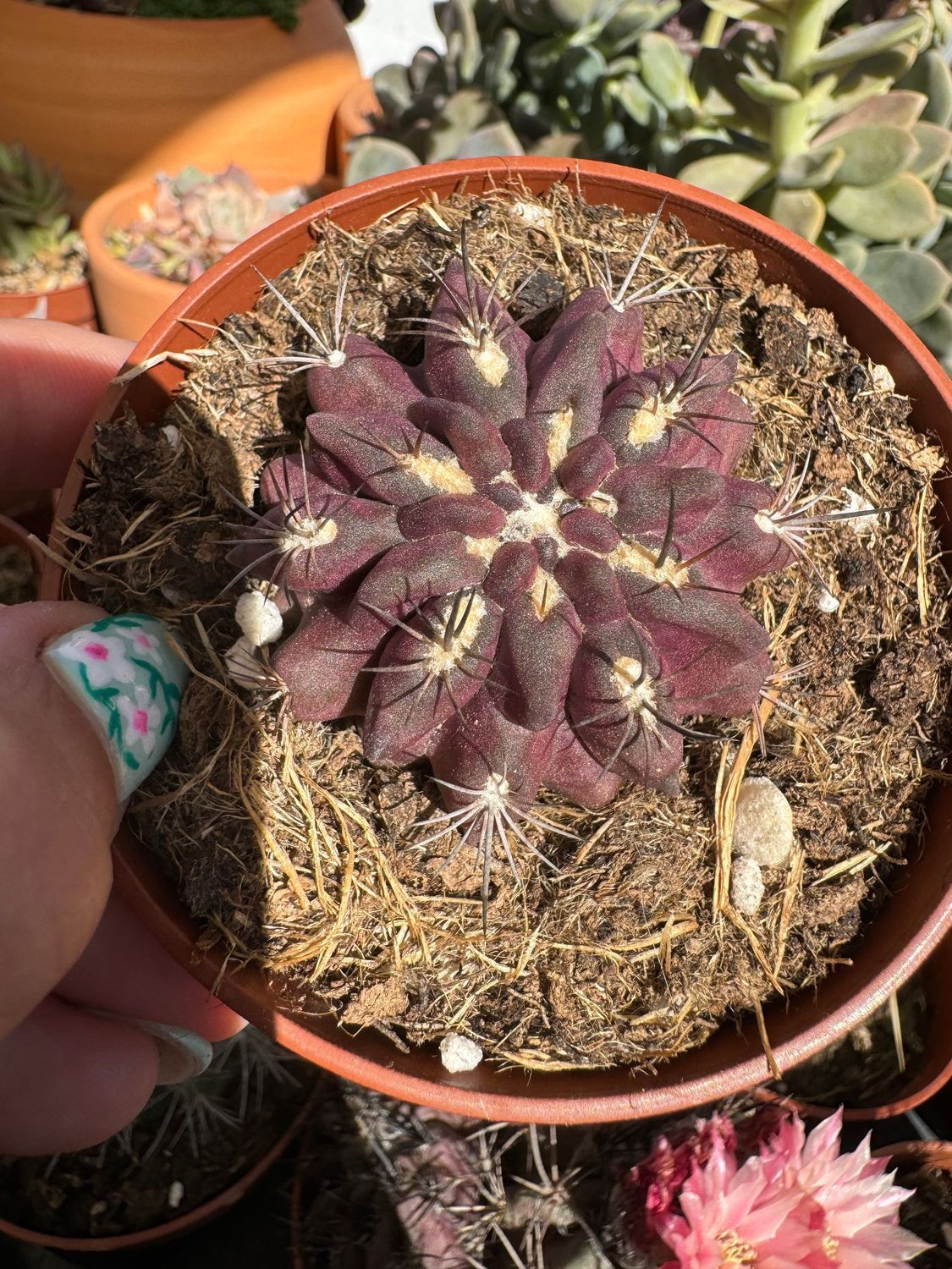 Eriosyce Cachytayensis