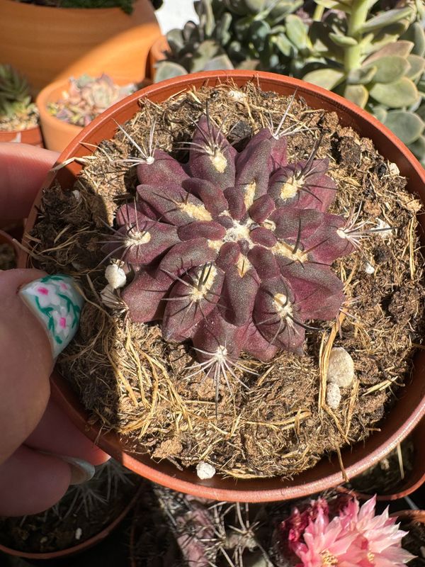 Eriosyce Cachytayensis