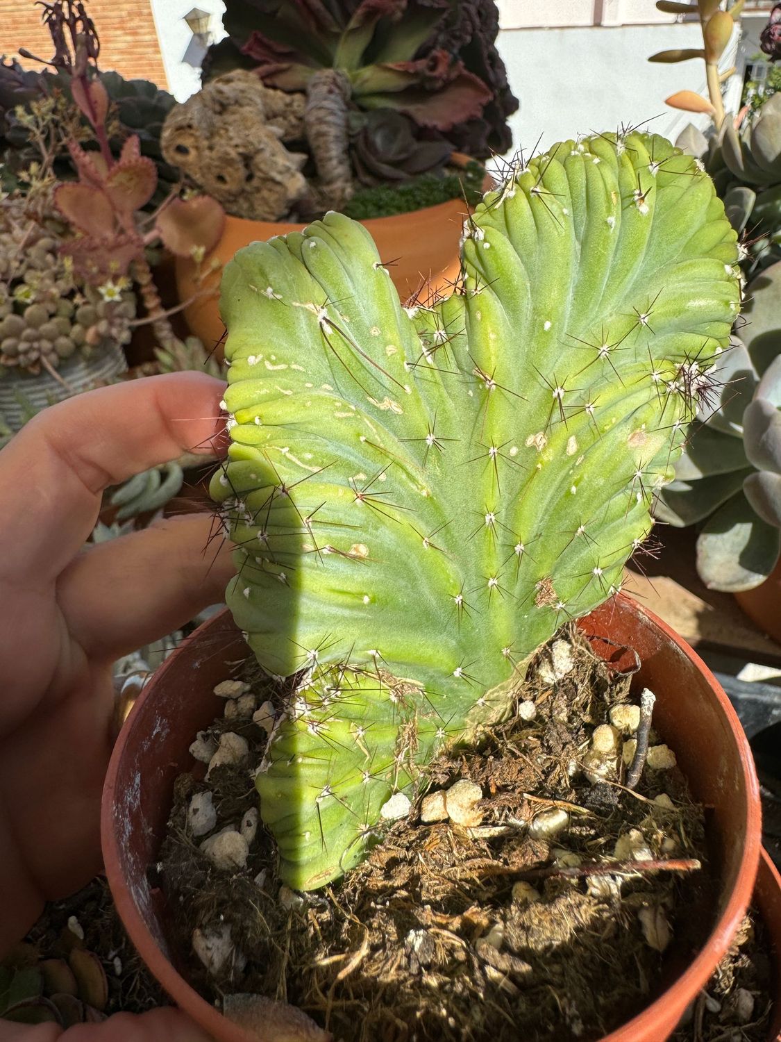 Cereus Forbersii mnstruoso