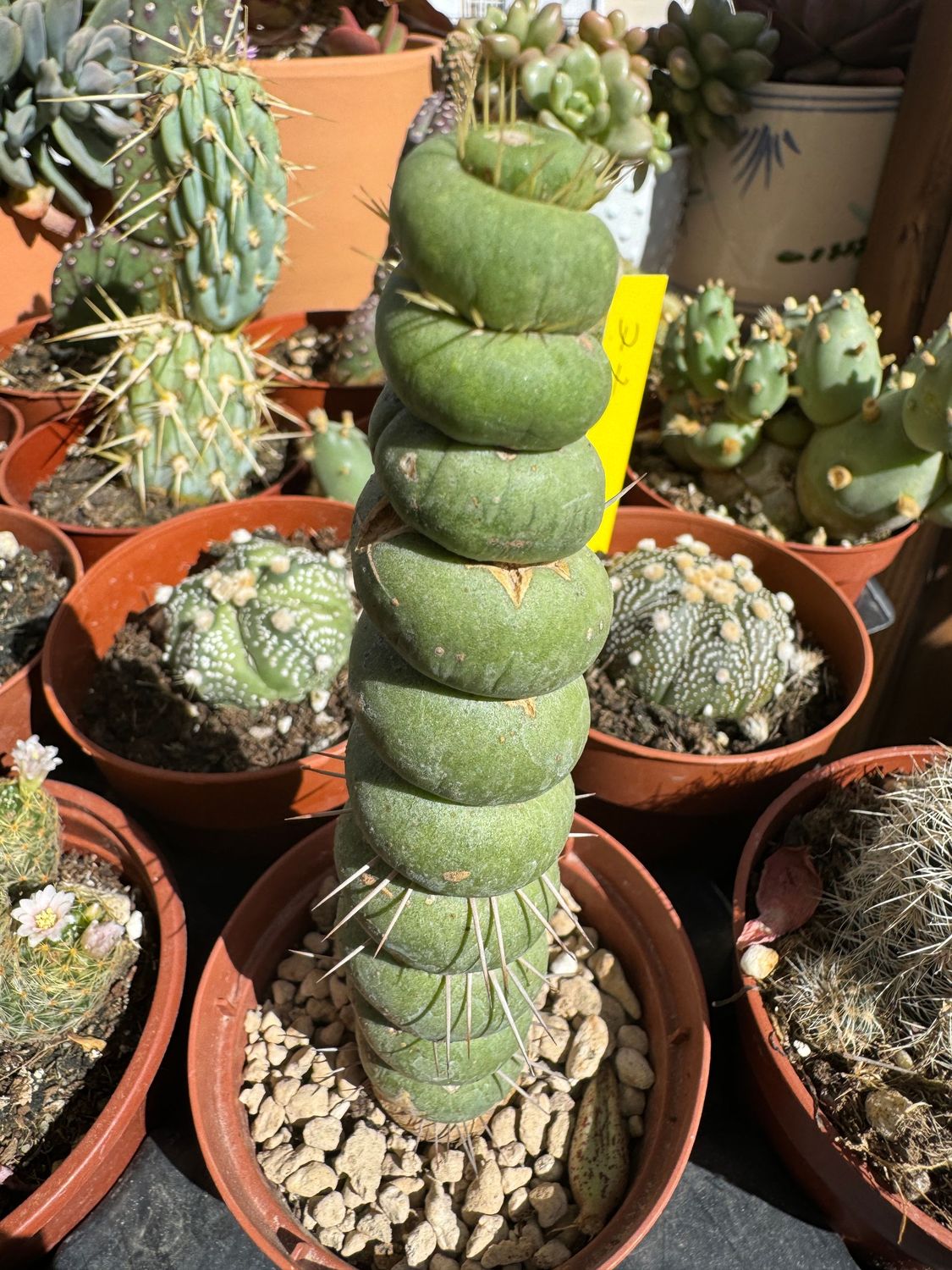 Eulychnia Castanea Spiralis