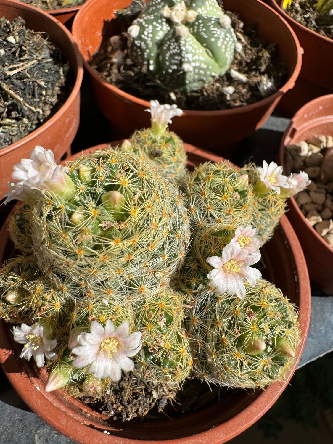 Mammillaria Schiedeana sub. giselae