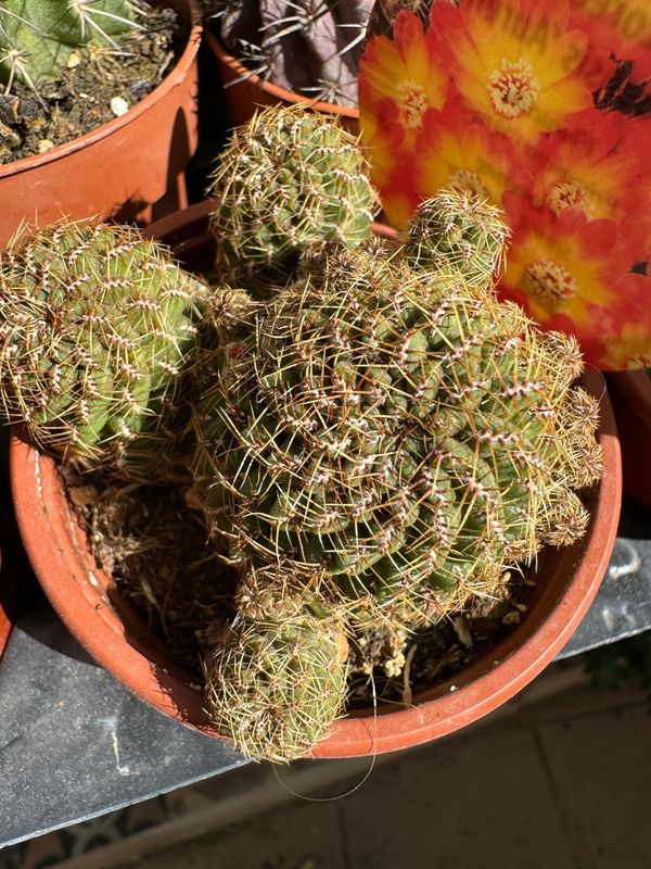 Sulcorebutia aranacea