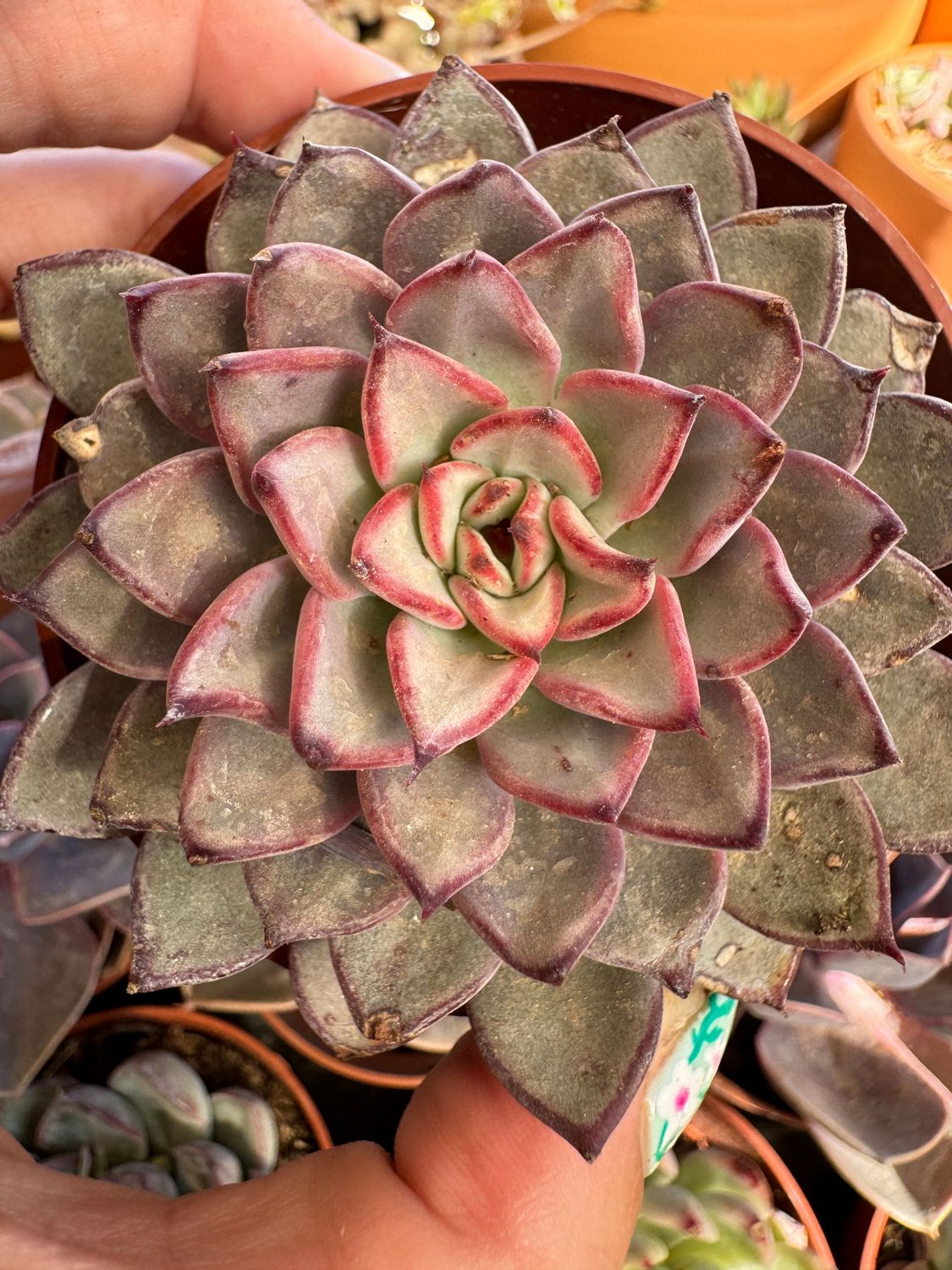 Echeveria Camanoii