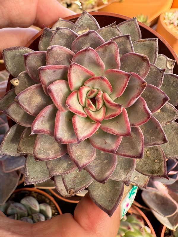 Echeveria Camanoii