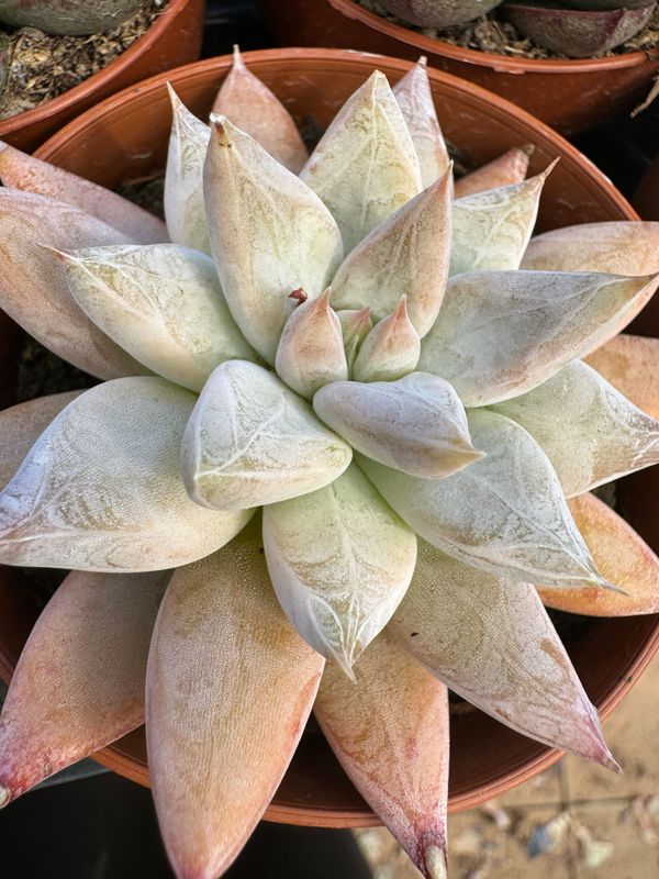 Echeveria Tolimalensis
