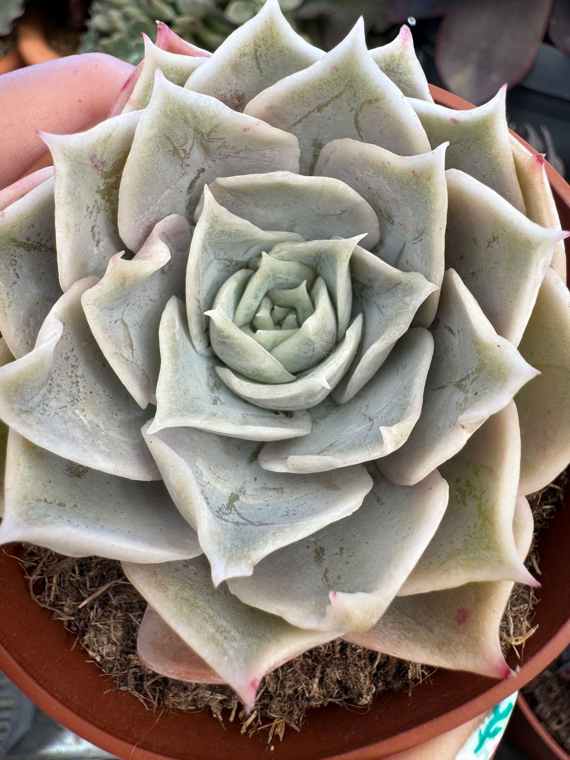 Echeveria Berta